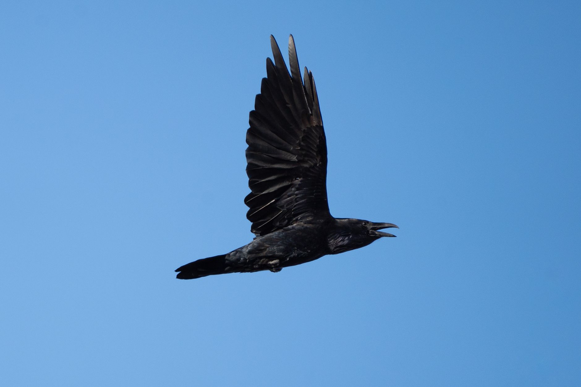 Raven in flight against a blue sky